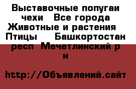 Выставочные попугаи чехи - Все города Животные и растения » Птицы   . Башкортостан респ.,Мечетлинский р-н